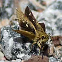 Reversed Roadside-Skipper - Hodges#4101 - photo 5
