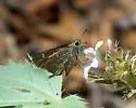 Texas Roadside-Skipper - Hodges#4097