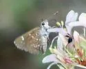 Texas Roadside-Skipper - Hodges#4097 - photo 2