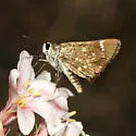 Texas Roadside-Skipper - Hodges#4097 - photo 3
