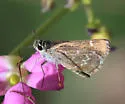 Texas Roadside-Skipper - Hodges#4097 - photo 4