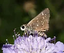 Toltec Roadside-Skipper - Hodges#4098