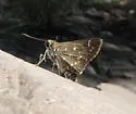 Toltec Roadside-Skipper - Hodges#4098 - photo 2