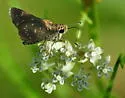 Toltec Roadside-Skipper - Hodges#4098 - photo 3