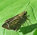 Toltec Roadside-Skipper - Hodges#4098 - photo 4