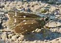 Toltec Roadside-Skipper - Hodges#4098 - photo 5