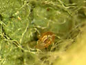 Amblyseius andersoni