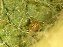 Amblyseius andersoni - photo 2