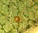 Amblyseius andersoni - photo 3