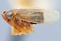 Amblysellus acuerus