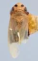 Amblysellus acuerus - photo 2