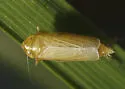 Amblysellus curtisii - photo 2