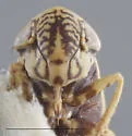 Amblysellus dorsti - photo 3