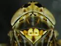 Amblysellus grex - photo 2