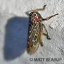 Amblysellus grex - photo 4