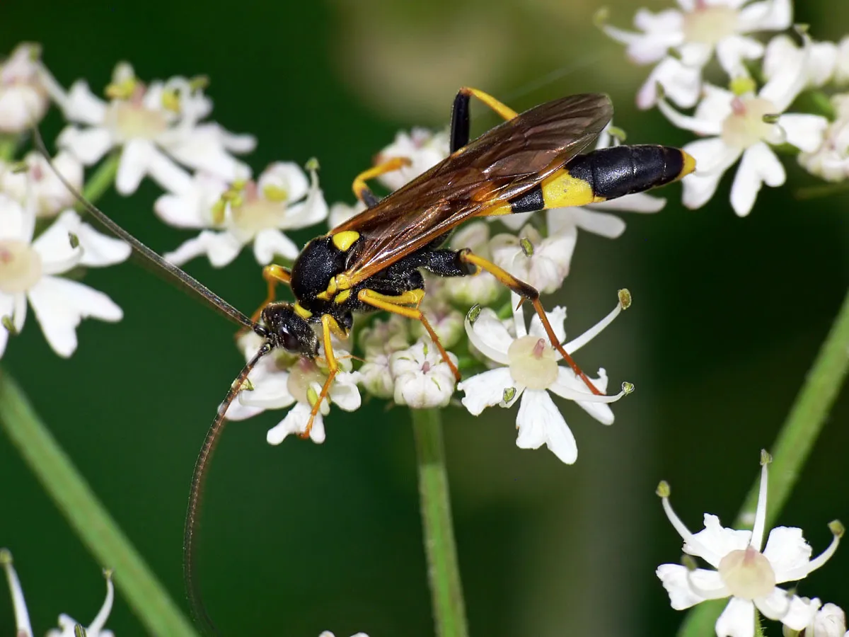 Amblyteles armatorius - photo 3