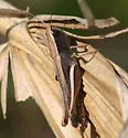 Brown Winter Grasshopper