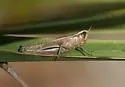 Brown Winter Grasshopper - photo 2