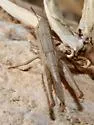 Brown Winter Grasshopper - photo 3