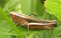 Brown Winter Grasshopper - photo 4