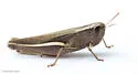 Brown Winter Grasshopper - photo 5