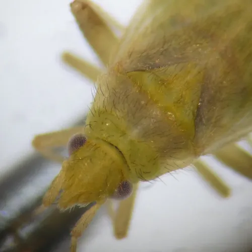 Amblytylus nasutus - photo 8
