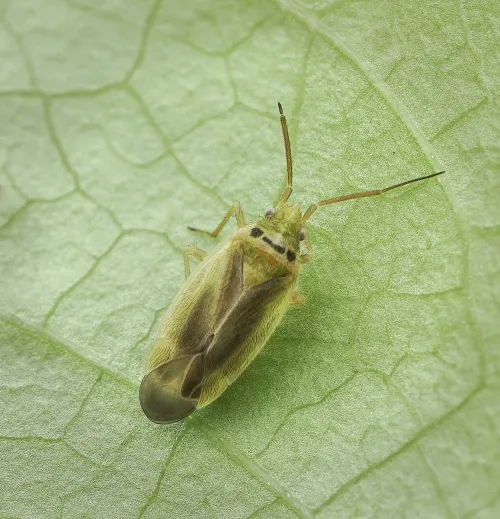 Amblytylus nasutus