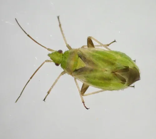 Amblytylus nasutus - photo 2