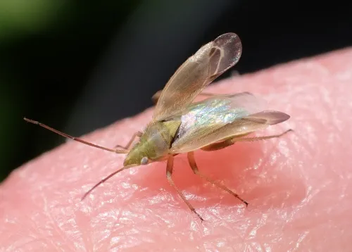 Amblytylus nasutus - photo 3