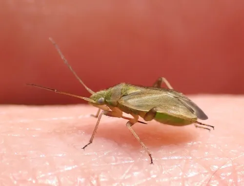 Amblytylus nasutus - photo 4