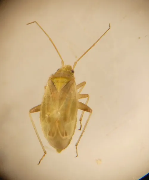 Amblytylus nasutus - photo 6