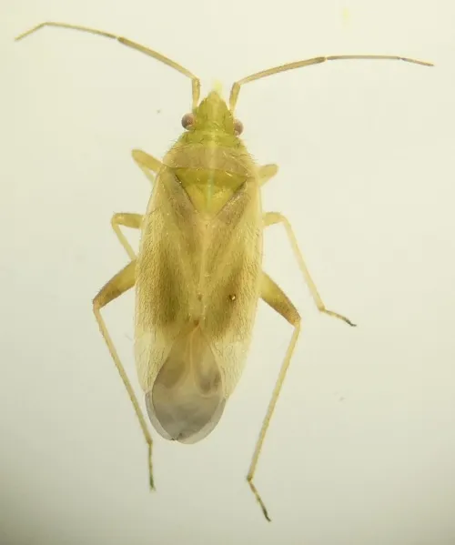 Amblytylus nasutus - photo 7