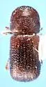 Ambrosiodmus devexulus