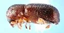 Ambrosiodmus devexulus - photo 2