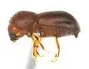 Ambrosiodmus obliquus