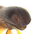 Ambrosiodmus obliquus - photo 3