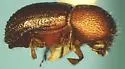 Ambrosiodmus rubricollis