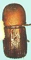 Ambrosiodmus rubricollis - photo 2