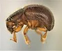 Ambrosiodmus rubricollis - photo 3