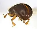 Ambrosiodmus rubricollis - photo 4