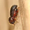 Ambrosiodmus tachygraphus - photo 2