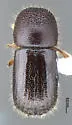 Ambrosiodmus tachygraphus - photo 3