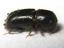 Ambrosiophilus atratus