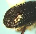 Ambrosiophilus atratus - photo 2