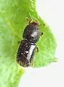 Ambrosiophilus atratus - photo 4