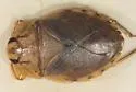 Ambrysus arizonus - photo 3