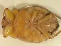 Ambrysus arizonus - photo 4