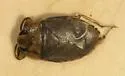 Ambrysus buenoi