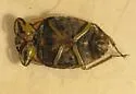 Ambrysus buenoi - photo 2