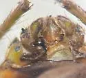 Ambrysus buenoi - photo 3